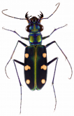 Cicindela (Calochroa) cf aurulenta Fabricius, 1801