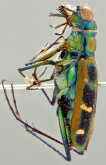 Cicindela (Cosmodela) duponti barmanica Gestro, 1893