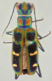 Cicindela (Cosmodela) duponti barmanica Gestro, 1893