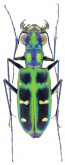 Cicindela (Calochroa) barmanica Gestro, 1893