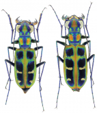 Cicindela (Calochroa) barmanica Gestro, 1893