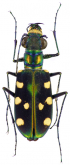 Cicindela (Cosmodela) didyma Dejean, 1825