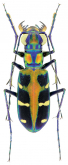 Cicindela (Calochroa) duponti Dejean, 1826