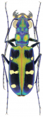 Cicindela (Calochroa) duponti Dejean, 1826