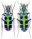 Cicindela (Calochroa) duponti Dejean, 1826