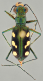 Cicindela (Cosmodela) oberthueri Fleutiaux, 1894