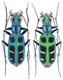 Cicindela (Calochroa) indica (Fleutiaux, 1893)