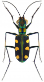 Cicindela (Cosmodela) juxtata (Acciavatti & Pearson, 1989)