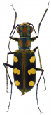 Cicindela (Cosmodela) setosomalaris W.Horn, 1913