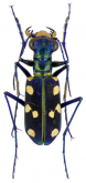 Cicindela (Cosmodela) velata Bates, 1872