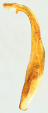 Calomera aphrodisia cypricola (Mandl, 1981)