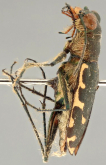Calomera cardoni (Fleutiaux, 1890)