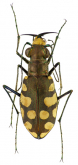Calomera cristipennis W.Horn, 1905