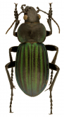 Calosoma (Blaptosoma) viridisulcatum viridisulcatum Chaudoir, 1863