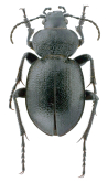 Calosoma (Callistenia) discors Le Conte, 1857