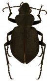 Calosoma (Callistenia) oregonus Gidaspow, 1959: 318