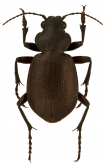 Calosoma (Callistenia) subaeneus Chaudoir, 1869b: 28