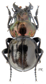 Calosoma (Callisthenes) elegans amethystinus Semenov & Redikorzev, 1928