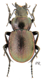 Calosoma (Callisthenes) elegans elegans (as valentinae Obydov, 1997)