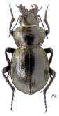 Calosoma (Callisthenes) elegans manderstjernae Ballion, 1870