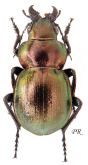 Calosoma (Callisthenes) elegans semenovi Motschulsky, 1859