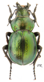 Calosoma (Callisthenes) elegans semenovi Motschulsky, 1859