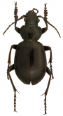 Calosoma (Callitropa) palmeri Horn, 1876: 199
