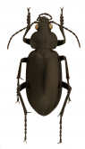 Calosoma (Callitropa) protractum LeConte, 1862: 52
