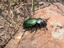 Calosoma (Blaptosoma) viridisulcatum Chaudoir, 1863: 114