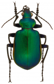 Calosoma (Calosoma) aurocinctum Chaudoir, 1850