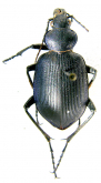 Calosoma (Calosoma) himalayanum Gestro, 1875b: 851