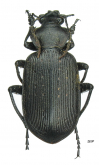 Calosoma (Campalita) chlorostictum Dejean, 1831a: 558