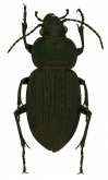 Calosoma (Carabomimus) costipenne Chaudoir, 1869a: 375