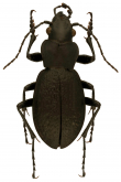 Calosoma (Carabomimus) asperum (Jeannel, 1940)