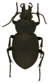 Calosoma (Carabomimus) morelianum Bates, 1891