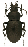 Calosoma (Carabomimus) morelianum Bates, 1891