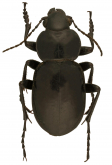 Calosoma (Carabomimus) politum Chaudoir, 1869a: 373