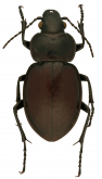 Calosoma (Carabomimus) diminutum Bates, 1891: 227