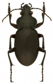 Calosoma (Carabomimus) striatulum Chevrolat, 1835: 165