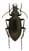 Calosoma (Carabosoma) angulatum Chevrolat, 1834