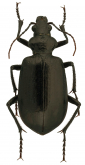 Calosoma (Carabosoma) eremicola Fall, 1910: 91
