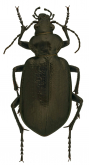 Calosoma (Carabosoma) marginalis Casey, 1897