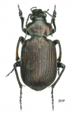 Calosoma (Castrida) argentinensis Csiki, 1927
