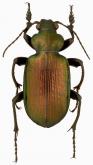 Calosoma (Castrida) fulgens Chaudoir, 1869