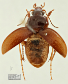 Calosoma (Castrida) linelli Mutchler, 1925