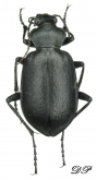 Calosoma (Charmosta) lugens Chaudoir, 1869f 372