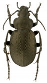 Calosoma (Chrysostigma) cancellatus Eschscholtz, 1833