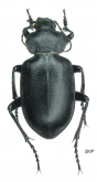 Calosoma (Chrysostigma) semilaeve LeConte, 1851: 199