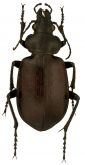Calosoma (Chrysostigma) simplex LeConte, 1878