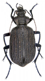 Calosoma (Ctenosta) senegalense Dejean, 1831